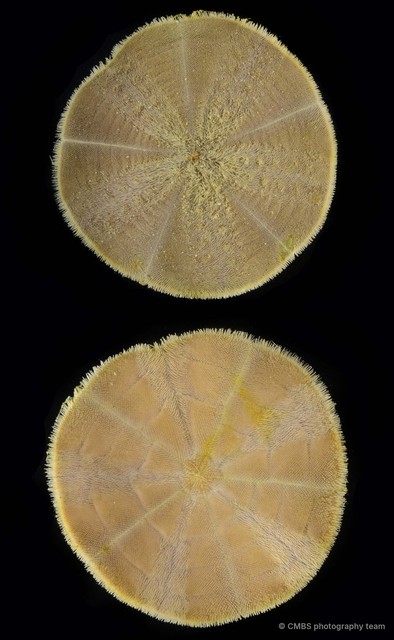 Arachnoides placenta•&copy; CMBS photography team•All Rights Reserved
