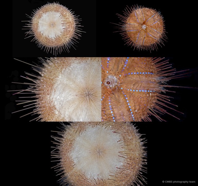 Chaetodiadema granulatum•&copy; CMBS photography team•All Rights Reserved