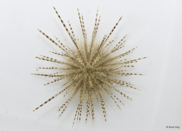 Diadema sp. "3"•&copy; Rene Ong•All Rights Reserved