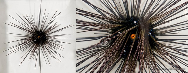 Diadema sp. "cf. setosum"•&copy; CMBS photography team•All Rights Reserved