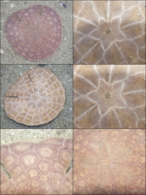 Echinodiscus sp. "58964328"•&copy; Rene Ong•All Rights Reserved