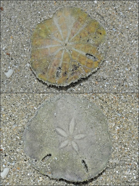 Echinodiscus sp. "5896432b"•&copy; Rene Ong•All Rights Reserved