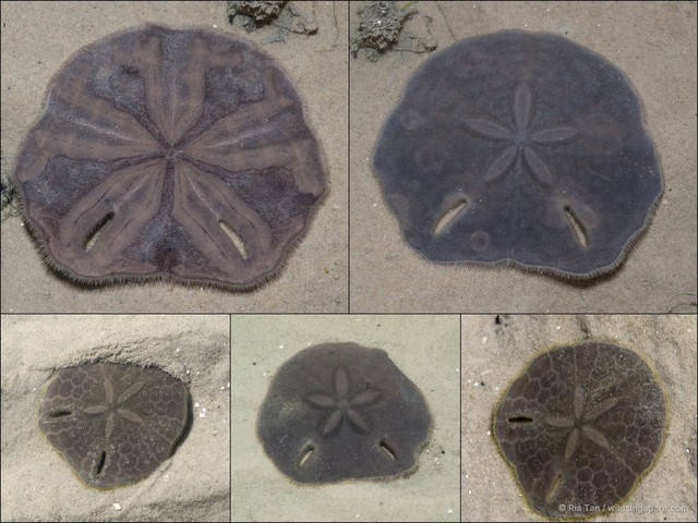 Echinodiscus sp. "5c93b4b7"•&copy; Ria Tan•All Rights Reserved