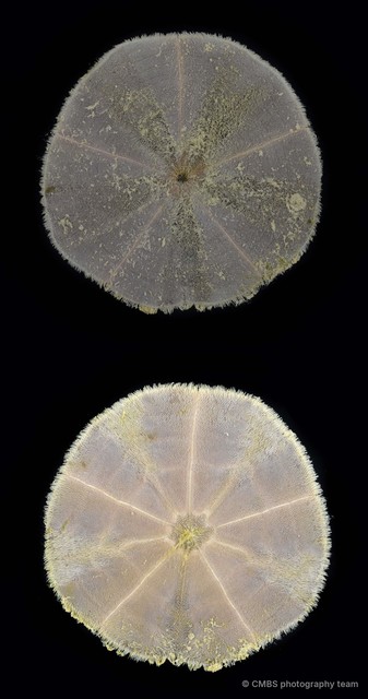 Peronella sp. "fa162367"•&copy; CMBS photography team•All Rights Reserved