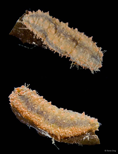 Holothuroidea sp. "Sea cucumber 1"•&copy; Rene Ong•All Rights Reserved