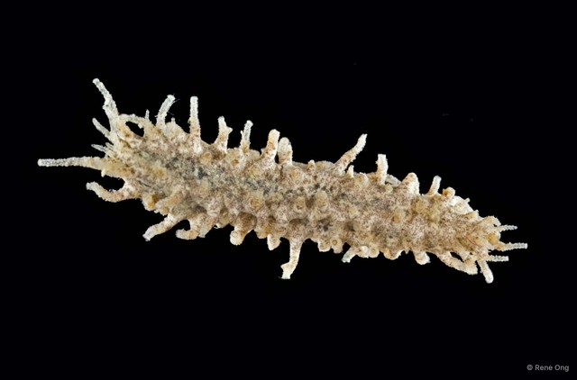 Holothuroidea sp. "Sea cucumber 10"•&copy; Rene Ong•All Rights Reserved