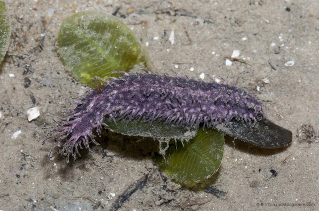 Holothuroidea sp. "Sea cucumber 11"•&copy; Ria Tan•All Rights Reserved