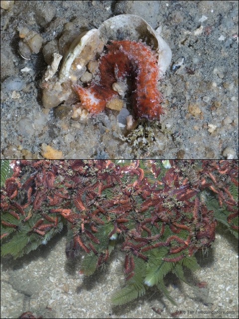 Holothuroidea sp. "Sea cucumber 12"•&copy; Ria Tan•All Rights Reserved