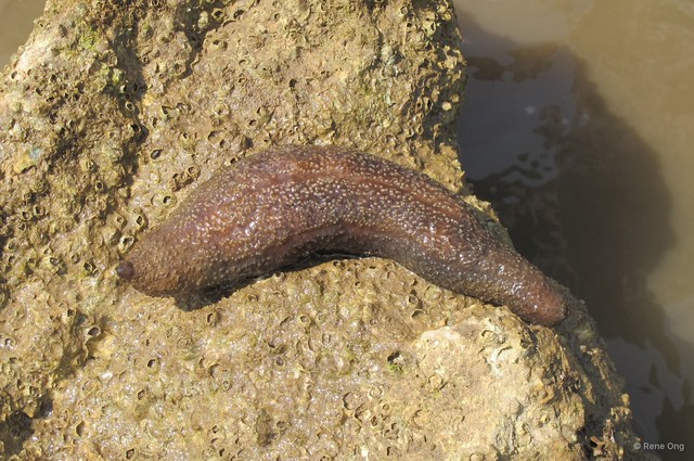 Holothuroidea sp. "Sea cucumber 15"•&copy; Rene Ong•All Rights Reserved