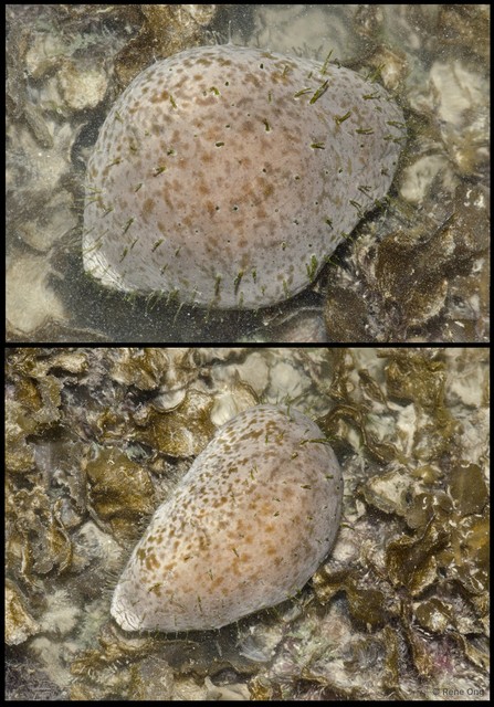 Holothuroidea sp. "Sea cucumber 16"•&copy; Rene Ong•All Rights Reserved