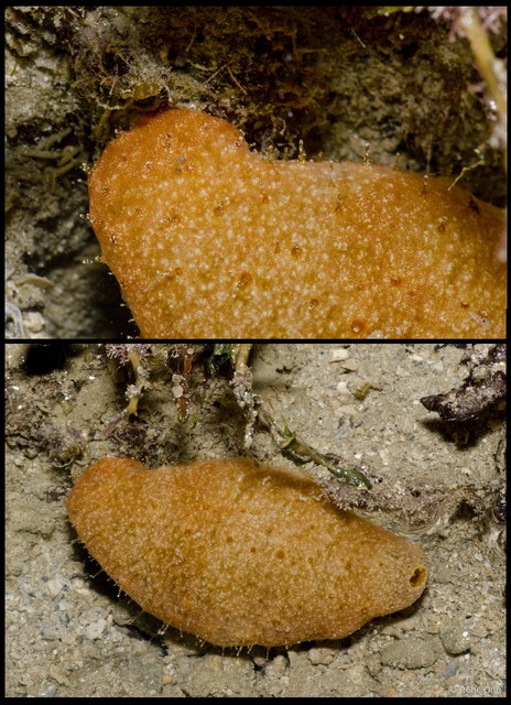 Holothuroidea sp. "Sea cucumber 18"•&copy; Rene Ong•All Rights Reserved
