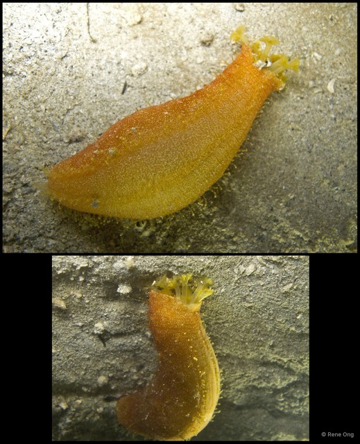 Holothuroidea sp. "Sea cucumber 19"•&copy; Rene Ong•All Rights Reserved