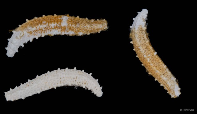 Holothuroidea sp. "Sea cucumber 2"•&copy; Rene Ong•All Rights Reserved