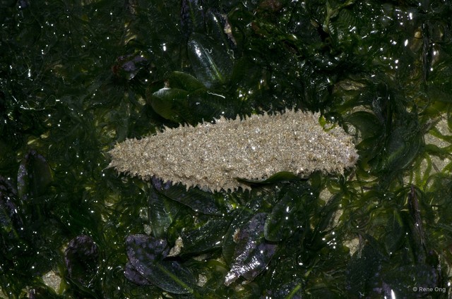 Holothuroidea sp. "Sea cucumber 20"•&copy; Rene Ong•All Rights Reserved