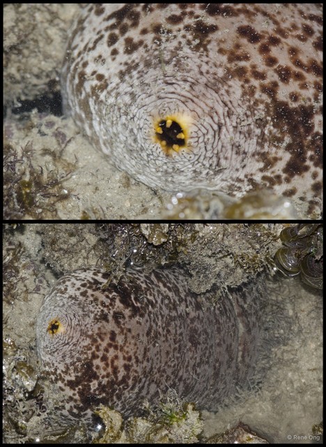 Holothuroidea sp. "Sea cucumber 21"•&copy; Rene Ong•All Rights Reserved