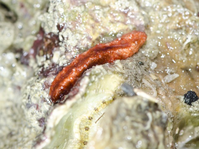 Holothuroidea sp. "Sea cucumber 22"•&copy; Rene Ong•All Rights Reserved