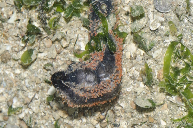 Holothuroidea sp. "Sea cucumber 23"•&copy; Rene Ong•All Rights Reserved
