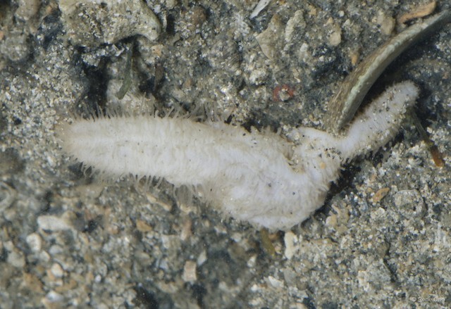 Holothuroidea sp. "Sea cucumber 24"•&copy; Rene Ong•All Rights Reserved