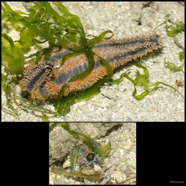 Holothuroidea sp. "Sea cucumber 25"•&copy; Rene Ong•All Rights Reserved