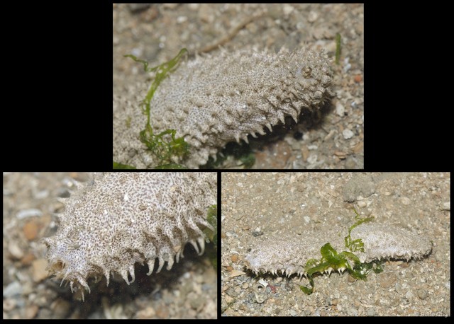 Holothuroidea sp. "Sea cucumber 26"•&copy; Rene Ong•All Rights Reserved
