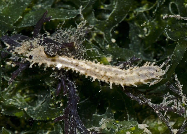 Holothuroidea sp. "Sea cucumber 27"•&copy; Rene Ong•All Rights Reserved