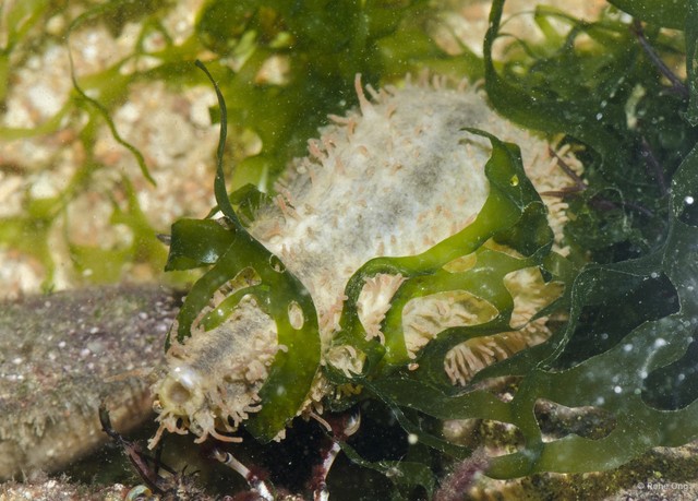Holothuroidea sp. "Sea cucumber 28"•&copy; Rene Ong•All Rights Reserved