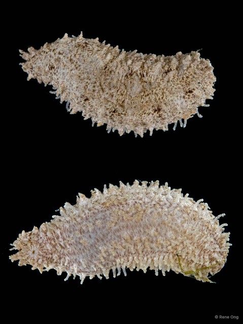 Holothuroidea sp. "Sea cucumber 3"•&copy; Rene Ong•All Rights Reserved