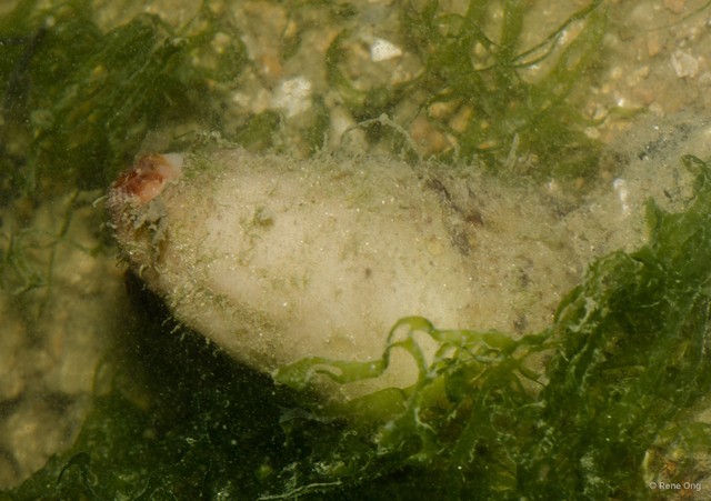 Holothuroidea sp. "Sea cucumber 30"•&copy; Rene Ong•All Rights Reserved