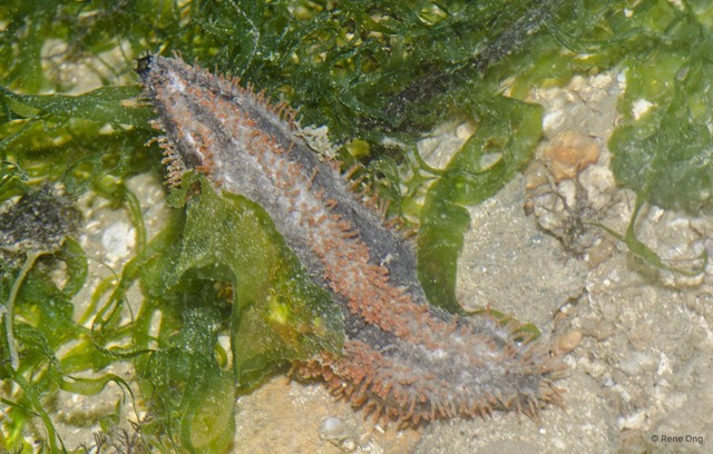 Holothuroidea sp. "Sea cucumber 31"•&copy; Rene Ong•All Rights Reserved