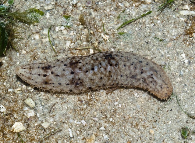 Holothuroidea sp. "Sea cucumber 33"•&copy; Rene Ong•All Rights Reserved