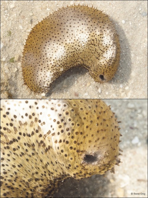 Holothuroidea sp. "Sea cucumber 34"•&copy; Rene Ong•All Rights Reserved