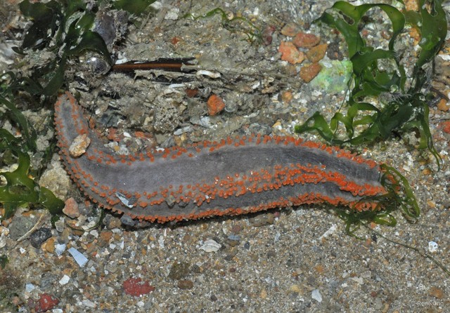 Holothuroidea sp. "Sea cucumber 35"•&copy; Rene Ong•All Rights Reserved