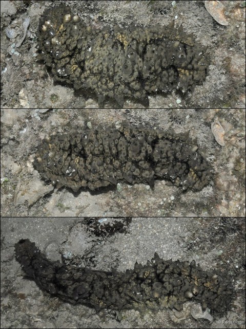 Holothuroidea sp. "Sea cucumber 36"•&copy; Rene Ong•All Rights Reserved