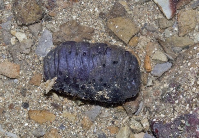Holothuroidea sp. "Sea cucumber 37"•&copy; Rene Ong•All Rights Reserved