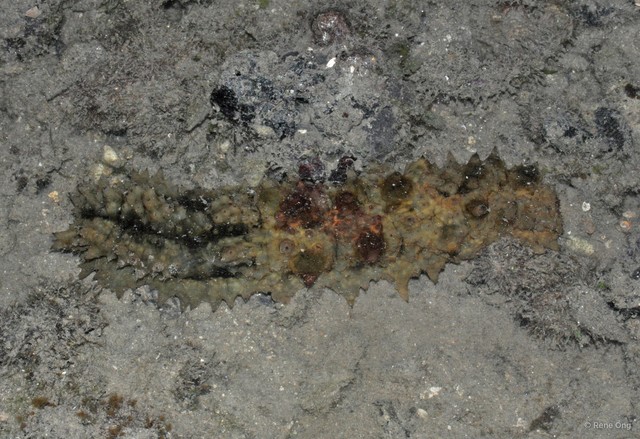Holothuroidea sp. "Sea cucumber 39"•&copy; Rene Ong•All Rights Reserved