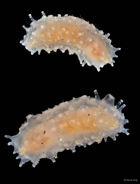 Holothuroidea sp. "Sea cucumber 4"•&copy; Rene Ong•All Rights Reserved