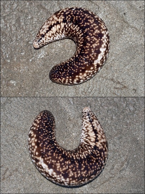 Holothuroidea sp. "Sea cucumber 40"•&copy; Rene Ong•All Rights Reserved