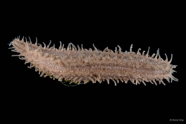Holothuroidea sp. "Sea cucumber 5"•&copy; Rene Ong•All Rights Reserved