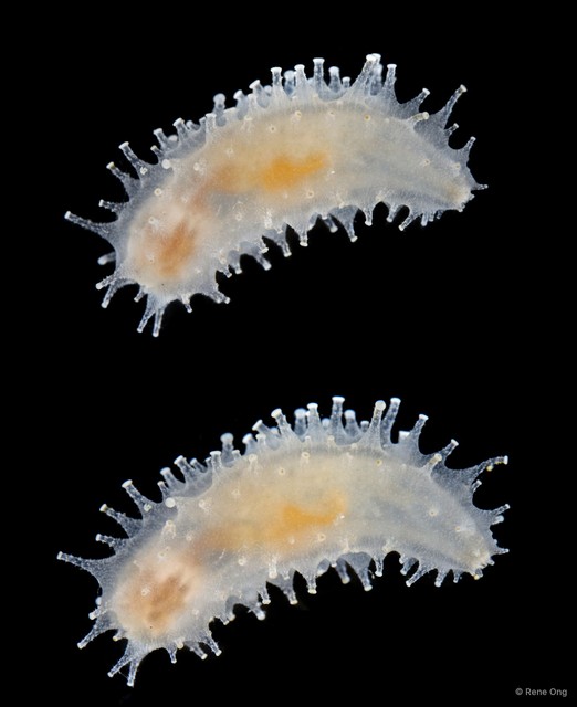 Holothuroidea sp. "Sea cucumber 5415TB1-024"•&copy; Rene Ong•All Rights Reserved