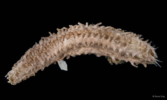 Holothuroidea sp. "Sea cucumber 6"•&copy; Rene Ong•All Rights Reserved