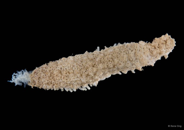 Holothuroidea sp. "Sea cucumber 7"•&copy; Rene Ong•All Rights Reserved