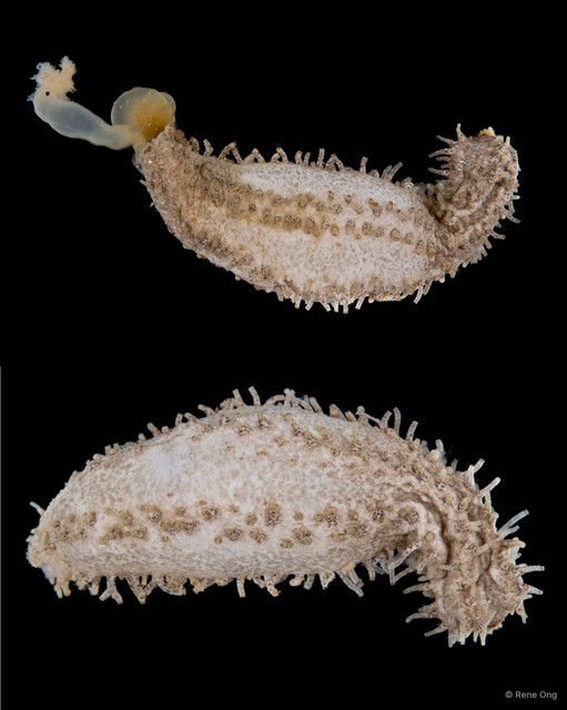 Holothuroidea sp. "Sea cucumber 8"•&copy; Rene Ong•All Rights Reserved