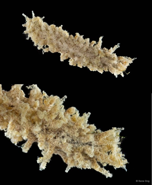 Holothuroidea sp. "Sea cucumber 9"•&copy; Rene Ong•All Rights Reserved