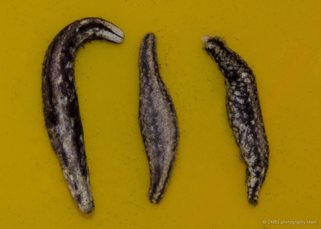 Holothuroidea sp. "Sea cucumber D09"•&copy; CMBS photography team•All Rights Reserved