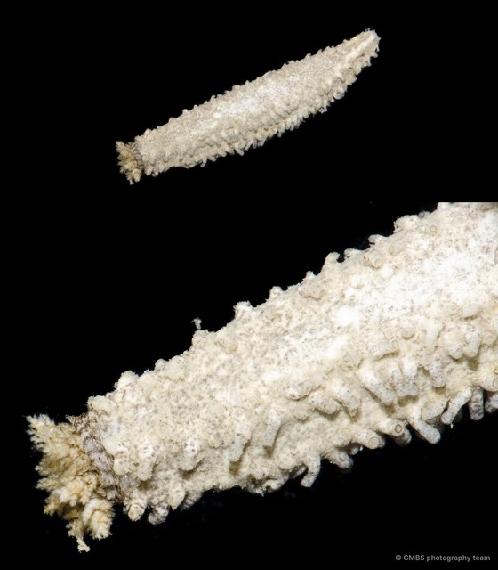 Holothuroidea sp. "Sea cucumber D09B"•&copy; CMBS photography team•All Rights Reserved