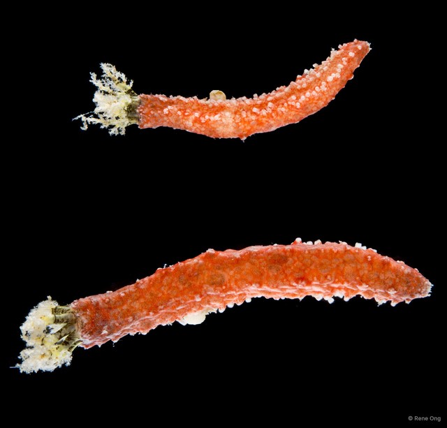 Holothuroidea sp. "Sea cucumber INT-0068A"•&copy; Rene Ong•All Rights Reserved