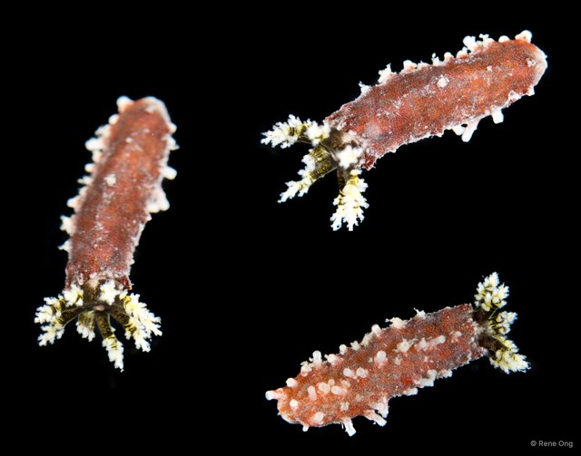 Holothuroidea sp. "Sea cucumber INT-0068B"•&copy; Rene Ong•All Rights Reserved