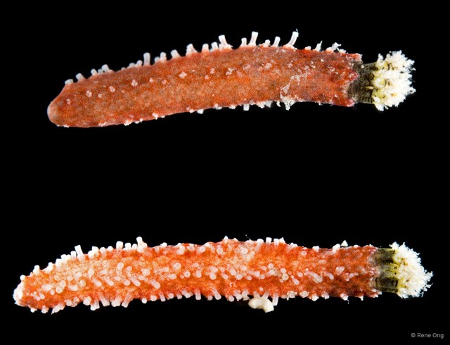 Holothuroidea sp. "Sea cucumber INT-0068C"•&copy; Rene Ong•All Rights Reserved