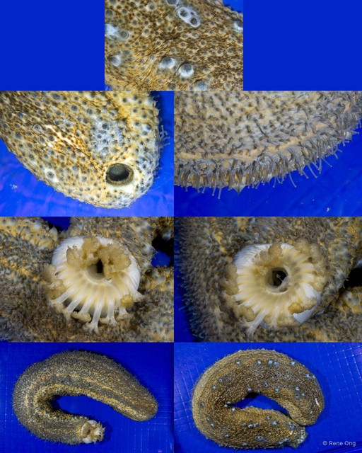 Holothuroidea sp. "Sea cucumber INT-0287"•&copy; Rene Ong•All Rights Reserved