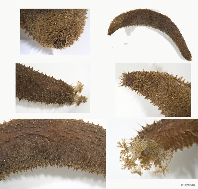 Holothuroidea sp. "Sea cucumber INT-0781"•&copy; Rene Ong•All Rights Reserved